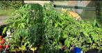 Diverse tomaten planten per stuk :, Zomer, Ophalen, Groenteplanten, Eenjarig