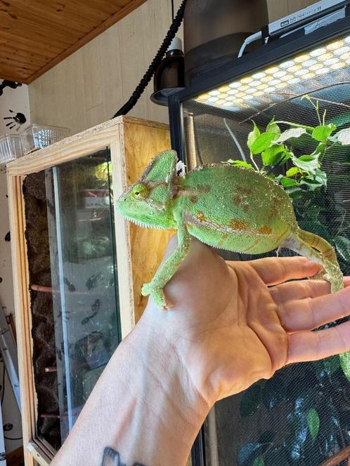 Yemen Kameleon vrouw, Dieren en Toebehoren, Reptielen en Amfibieën, Hagedis, 0 tot 2 jaar, Tam