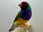 Rk/pb man van 25, Dieren en Toebehoren, Vogels | Overige Vogels