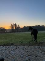 Oppas voor jou paarden & kleine dieren, Ophalen