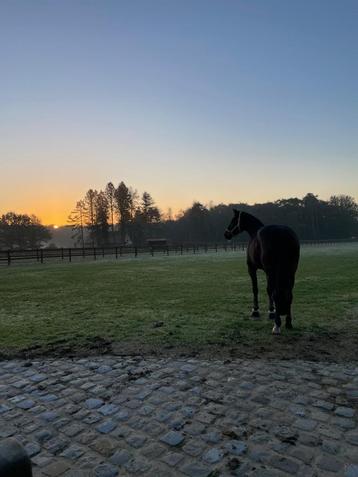 Oppas voor jou paarden & kleine dieren beschikbaar voor biedingen
