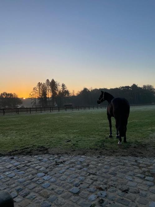 Oppas voor jou paarden & kleine dieren, Hobby en Vrije tijd, Overige Hobby en Vrije tijd, Ophalen
