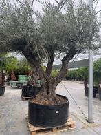 Olijfboom ramificado draadkluit, Volle zon, Ophalen of Verzenden, 100 tot 250 cm, Olijfboom