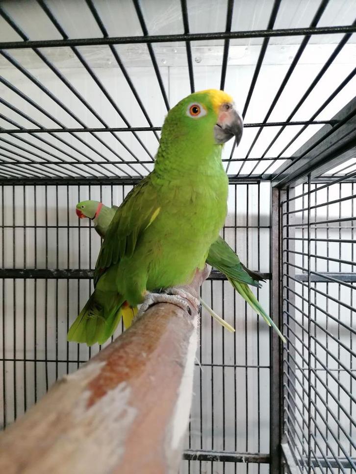 Handtamme geelvoorhoofd amazone man, Dieren en Toebehoren, Vogels | Parkieten en Papegaaien, Papegaai, Mannelijk, Pratend, Tam