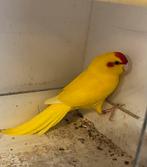 Kakariki, Dieren en Toebehoren