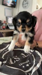 chihuahua pups, Dieren en Toebehoren, België, Fokker | Hobbymatig, 8 tot 15 weken, Meerdere