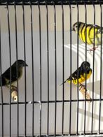 Vogels, Dieren en Toebehoren, Vogels | Parkieten en Papegaaien, Meerdere dieren