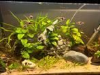 KEGELVLEKBARBEELS, Dieren en Toebehoren, Vissen | Aquaria en Toebehoren, Ophalen