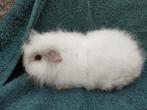 Ch Teddy cavia zeugjes te koop, Dieren en Toebehoren, Knaagdieren, Augustus, Vrouwelijk, Cavia