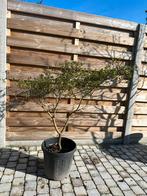 Witte Azalea, Tuin en Terras, Planten | Bomen, Ophalen