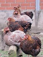 Wyandotte kriel hennen, Dieren en Toebehoren, Pluimvee