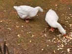 Koppel ganzen te koop, Dieren en Toebehoren, Pluimvee, Meerdere dieren, Gans of Zwaan