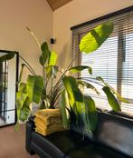 Prachtige Strelitzia Nicolai - paradijsvogel plant, Huis en Inrichting, Kamerplanten, Ophalen