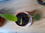 Epipremnum cebu blue, Huis en Inrichting, Kamerplanten, Ophalen, Overige soorten, Halfschaduw, In pot