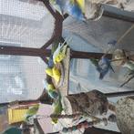 te koop jonge + koppels alles moet weg, Dieren en Toebehoren