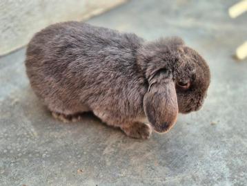 Minilop, Dieren en Toebehoren