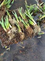 vijverplanten, Tuin en Terras, Vijver-toebehoren, Nieuw, Vijverbak, Ophalen