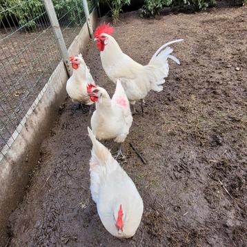 Broedeieren Poule de Bresse-raszuiver, Dieren en Toebehoren