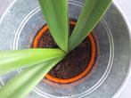 clivia, geeft oranjebloemen, Huis en Inrichting, Kamerplanten, Ophalen, Overige soorten, In pot