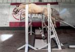 2 jaarse D cremello ruin, Dieren en Toebehoren, Pony's, Ruin