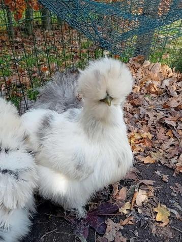 Zijdehoender kip platenbond, Femelle, Poule ou poulet