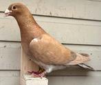 Kleurpostduif doffer, Dieren en Toebehoren, Mannelijk, Postduif