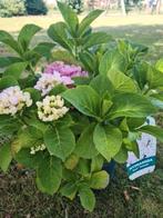 Hydrangea - Hortensia, Ophalen, Halfschaduw