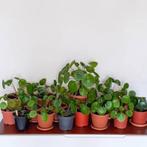 pannekoekplantjes/pilea, Ophalen