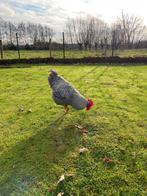 Jonge haan, Amrock, Dieren en Toebehoren, Pluimvee, Mannelijk, Kip