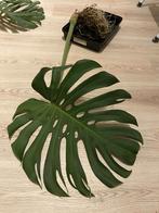 Monstera deliciosa XL, Huis en Inrichting, Ophalen of Verzenden