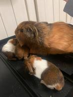 Mooie zeug met 3 kleintjes (geboren 30/09), Dieren en Toebehoren, Knaagdieren, Cavia, Vrouwelijk, Tam, September