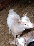 Dwerggeitbokje, Dieren en Toebehoren, Schapen, Geiten en Varkens, Mannelijk, Geit, 0 tot 2 jaar