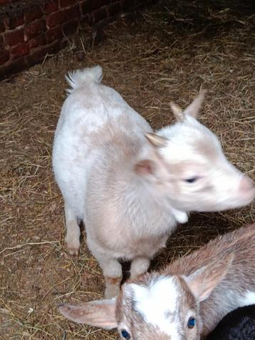 Dwerggeitbokje  beschikbaar voor biedingen