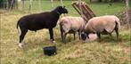 Bélier zwartbles 3 ans TRÈS GRAND GABARIT, Dieren en Toebehoren, Mannelijk, Schaap, 3 tot 5 jaar