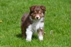 Chiot Border Collie à vendre - mâle, Animaux & Accessoires, Un chien, Belgique, 8 à 15 semaines, Parvovirose
