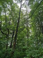 Rooien en snoeien van bomen, hagen, struiken, Ophalen of Verzenden