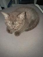 Brits korthaar poesje, 0 à 2 ans