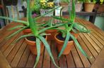 Aloë (5 stuks), Ophalen, Vetplant, In pot, Minder dan 100 cm