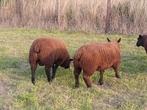 Rammen, Dieren en Toebehoren, Mannelijk, Schaap, 0 tot 2 jaar