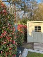 Red Robin Photinia, Tuin en Terras, Planten | Struiken en Hagen, Ophalen