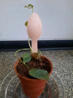 Monstera dubia stekje, Huis en Inrichting, Kamerplanten, Ophalen, Overige soorten, Halfschaduw, In pot