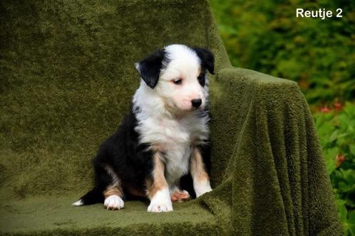 Prachtige Tricolor Border Collie reutjes, Dieren en Toebehoren, Honden | Herdershonden en Veedrijvers, Meerdere dieren, Collie