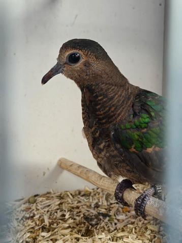 Groenvleugelduiven, Dieren en Toebehoren