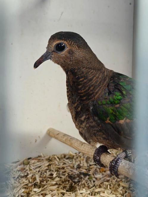 Groenvleugelduiven, Dieren en Toebehoren, Vogels | Duiven