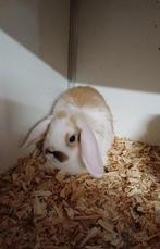 Nhd voedster, Femelle, Nain, Oreilles tombantes, 0 à 2 ans