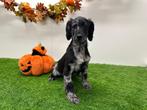 Cockapoo pups, Dieren en Toebehoren, Honden | Chihuahua's en Gezelschapshonden, België, Overige rassen, 8 tot 15 weken, CDV (hondenziekte)