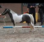 MERRIE,ster,kampioen,NMPRS,minipaard,miniatuurpaard,pony, Dieren en Toebehoren, Merrie, Gechipt, Niet van toepassing, A pony (tot 1.17m)