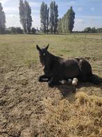 Bwp merrie 9 jaar., Dieren en Toebehoren, Merrie, Gechipt, L, 7 tot 10 jaar