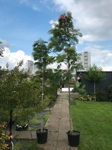 Grote Slaapbomen albizia tropical dream en umbrells bourbri beschikbaar voor biedingen