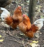 Antwerpse baardkriel okerwit porselein haantjes, Dieren en Toebehoren, Pluimvee